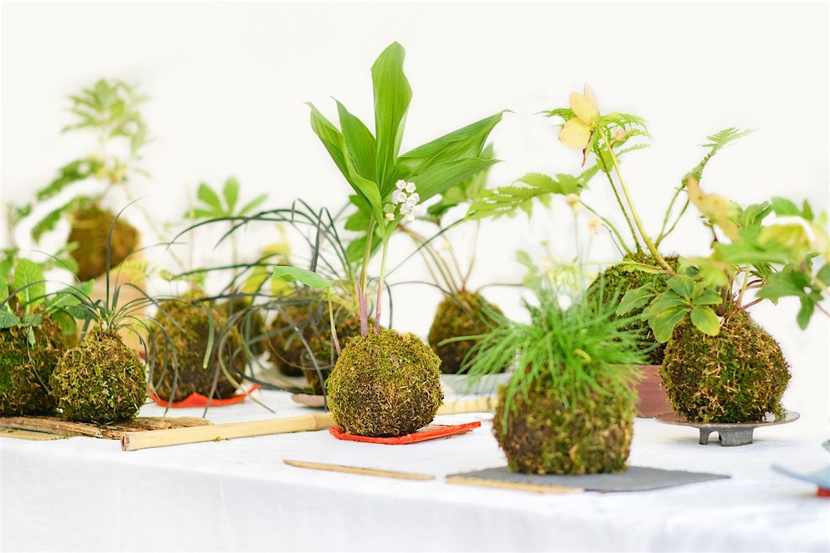 Kokedama: Japanese Moss Ball Design