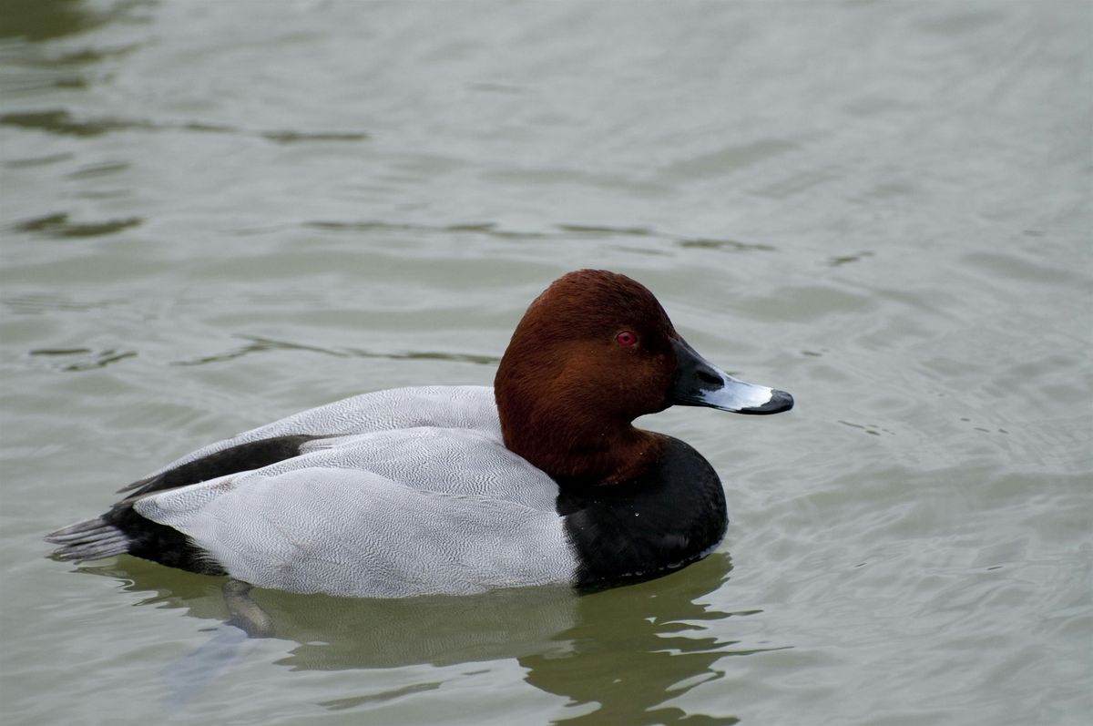 Local Volunteer Event: Winter Birds at New Alresford