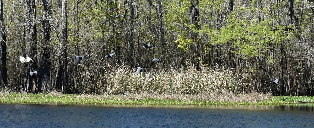 River Celebration and Oyster Roast on the Waccamaw