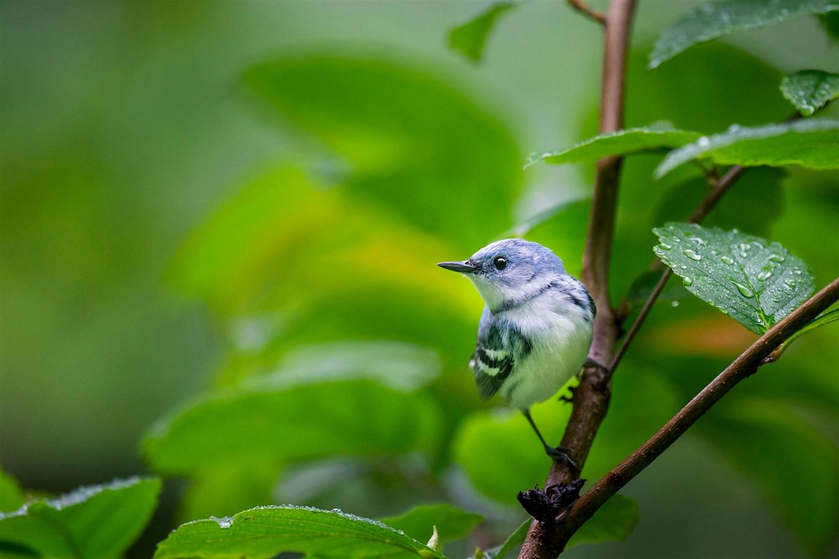Faith Takes Flight - Birding in Hartford