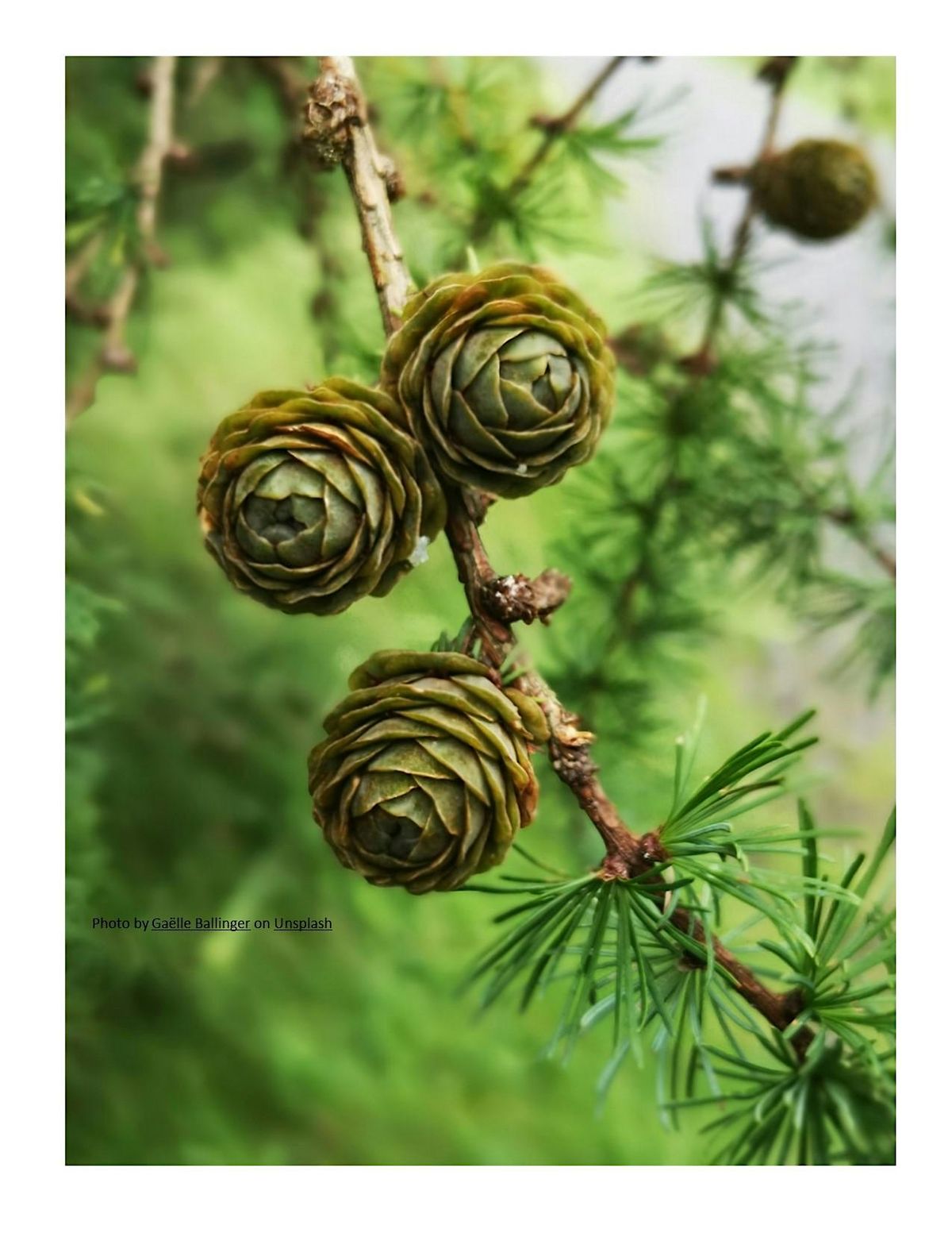 Coniferous Tree  Identification