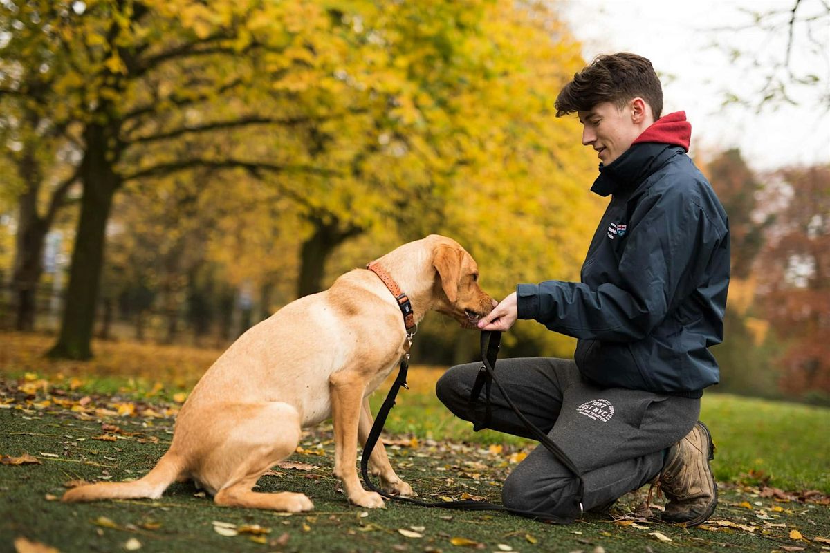 Dog strays in the UK: how good is our care?