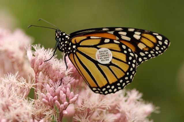 Monarch Butterfly Tag & Release