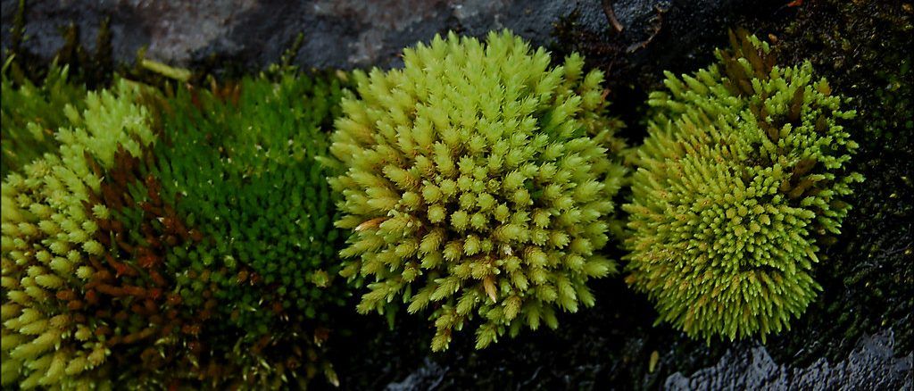 Moss Walk at Joyce Kilmer Memorial Forest