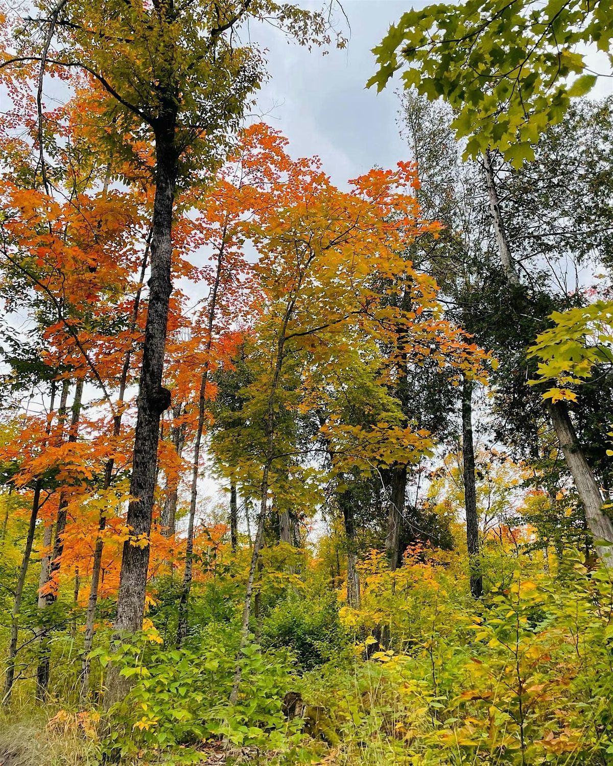 Fall Color Tour of Allegan Forest