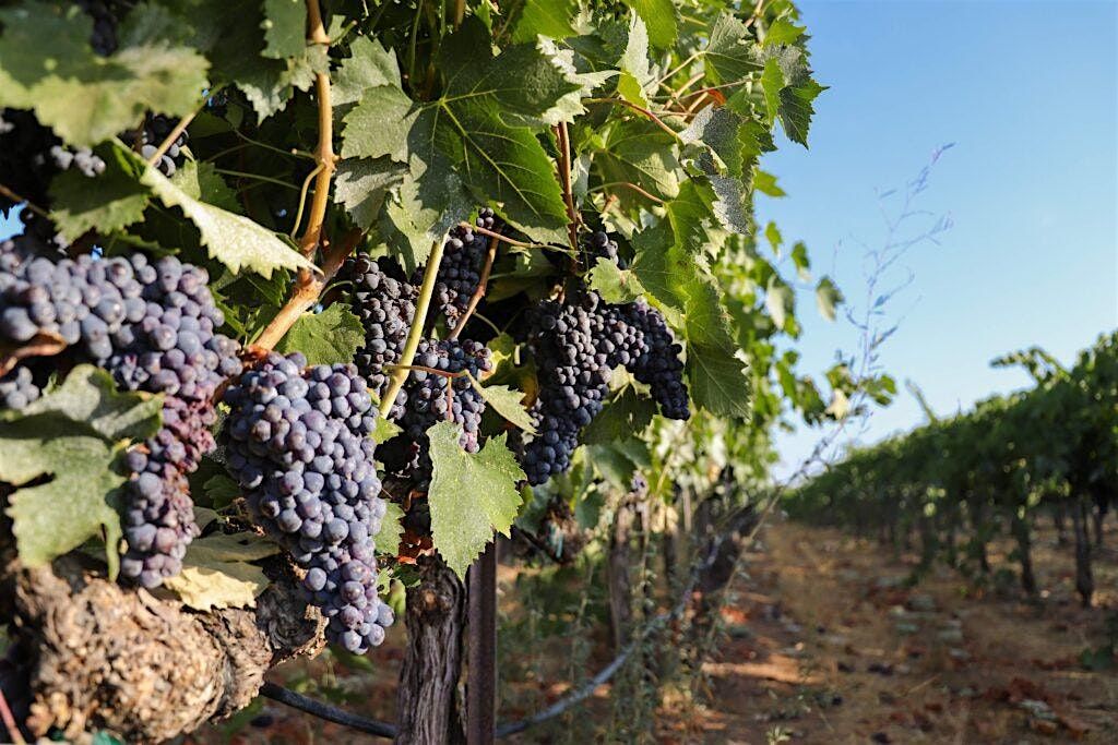 Noceto Wine Tasting
