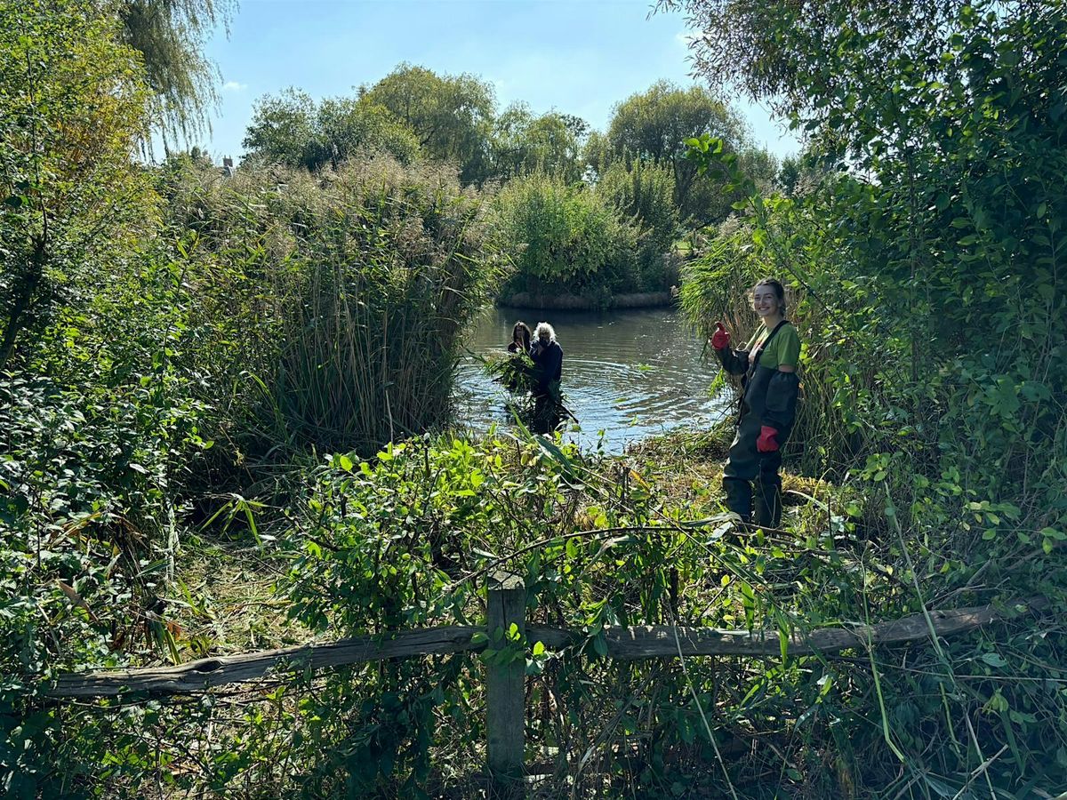 The Conservation Volunteers  - Ham Pond hedge planting & reed management