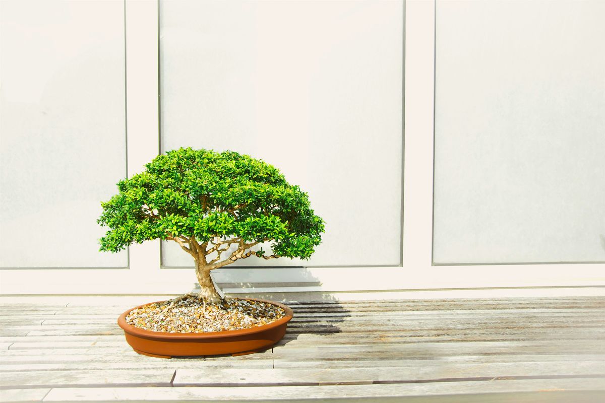 February Bonsai Club At Fossil Creek Nursery