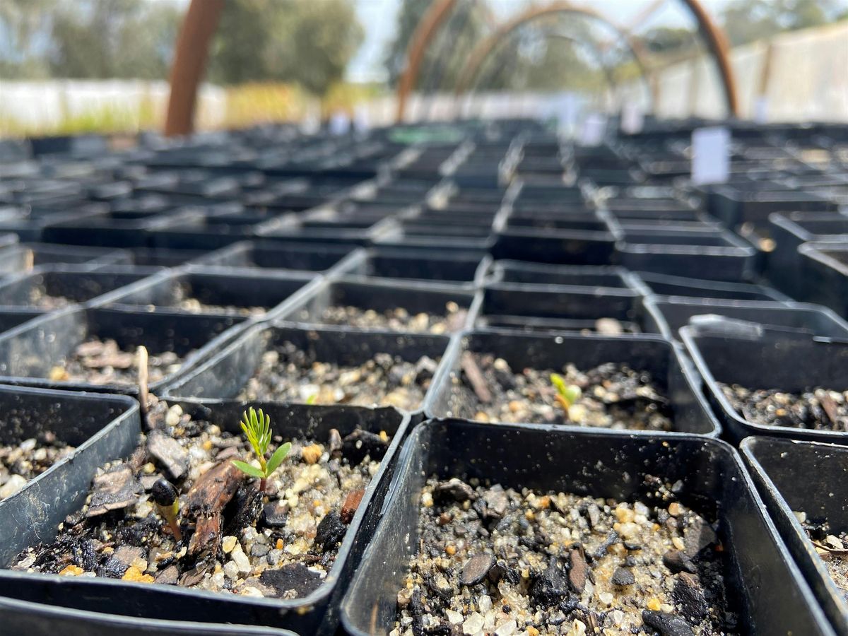 Hills Biodiversity - Nursery Morning