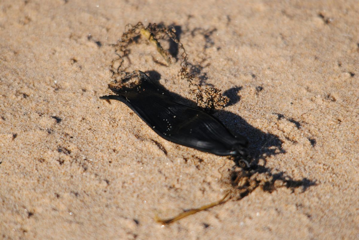 Searching for sharks at NWT Holme Dunes (EDU FAMILY)