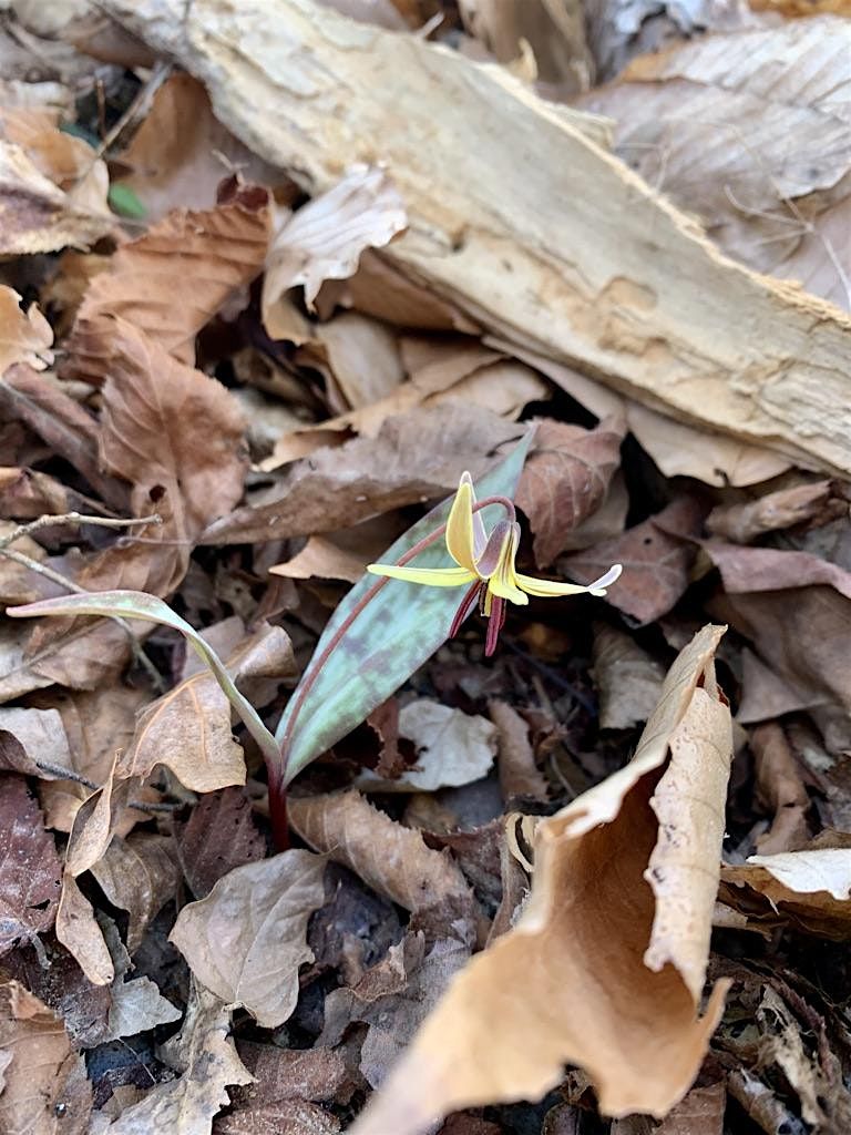 Guided Wildflower Hike - Panther Branch Natural Area