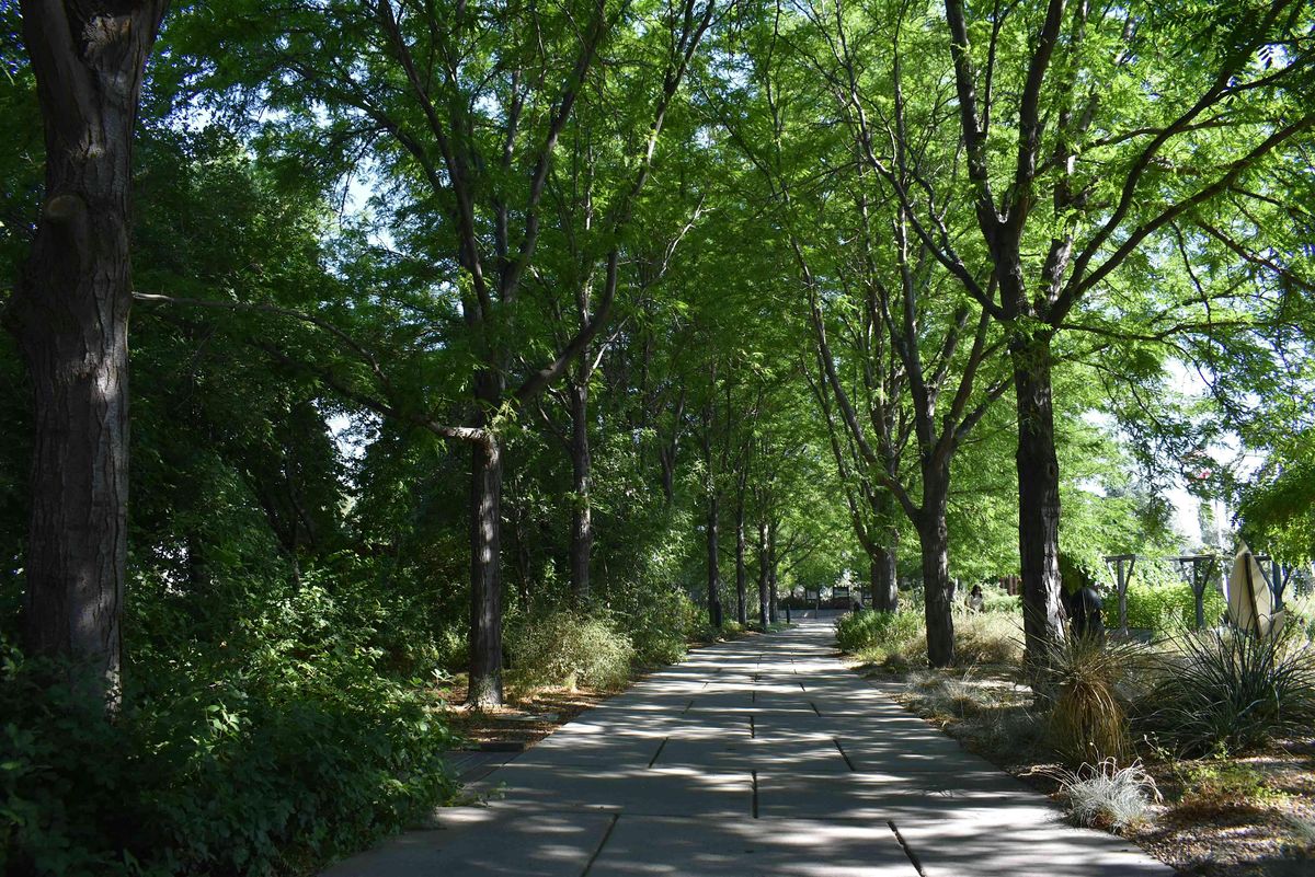 Guided Forest Bathing Walk