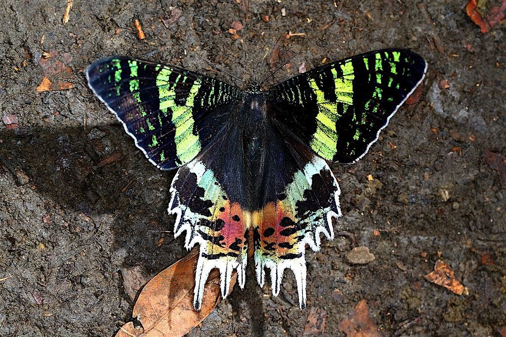 Madagascar Sunset Moth Pinning