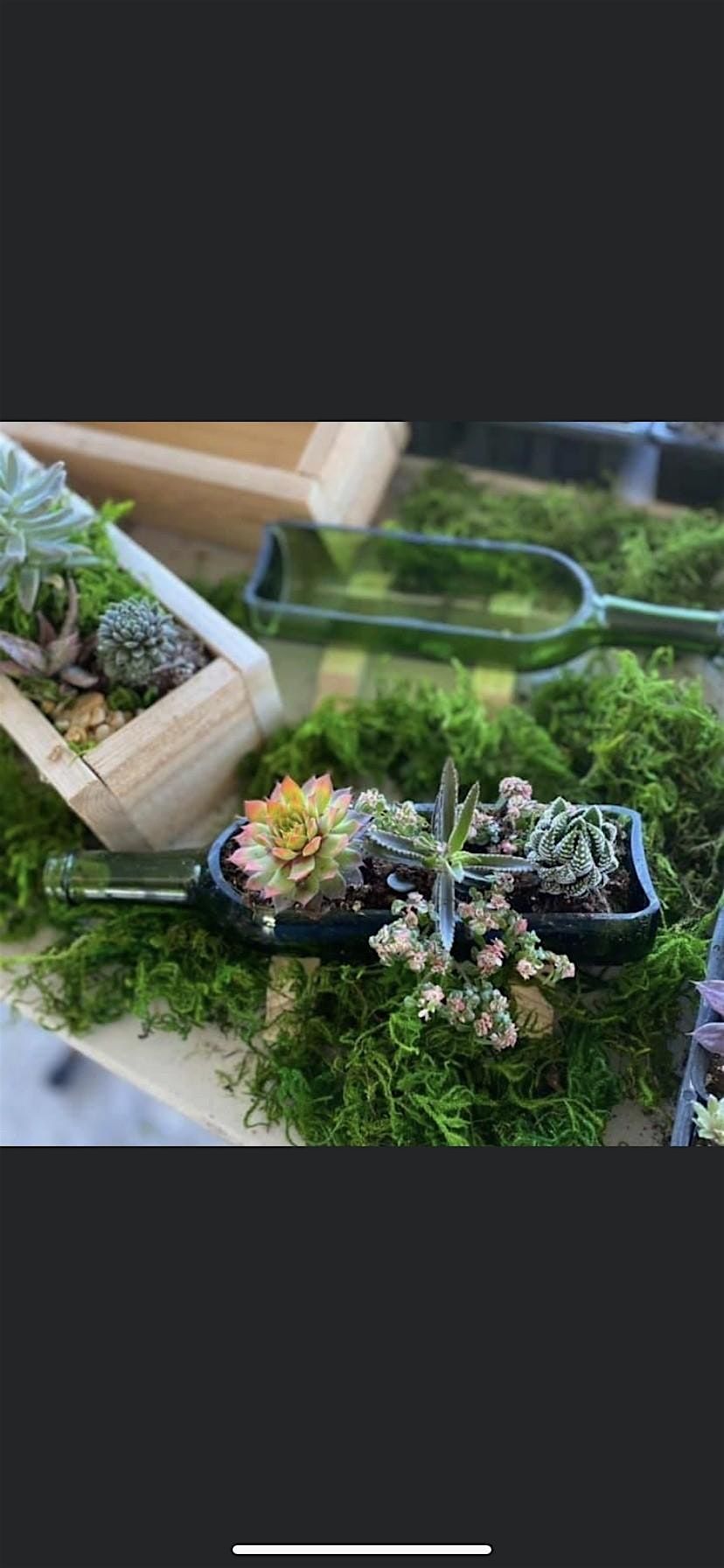 Plant and Sip at Luna Outdoor Bar & Grill