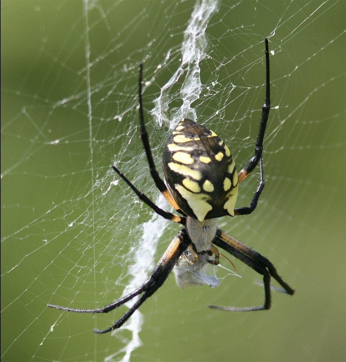 Tree Time: Spiders I