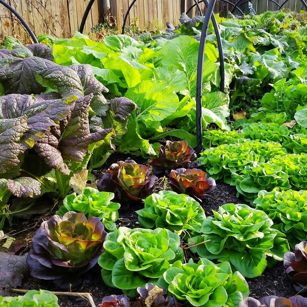 Fall 2025 Backyard Gardening Series
