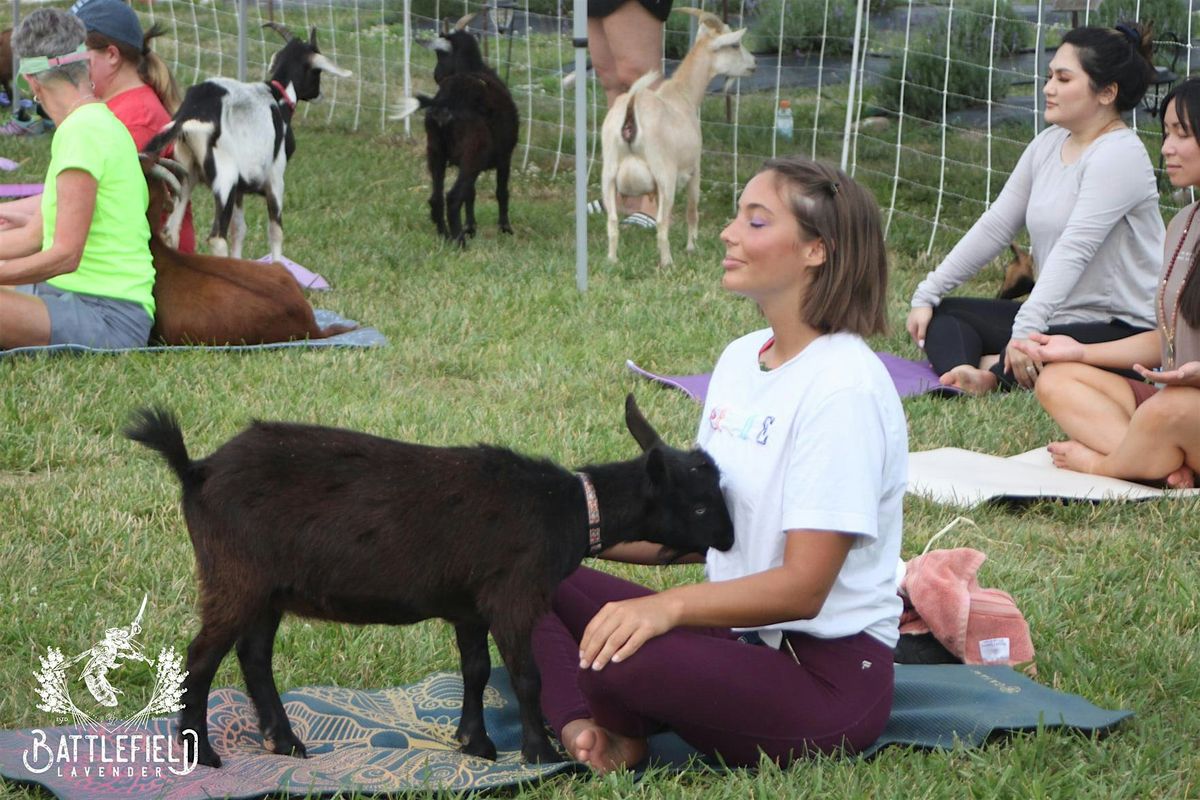Goat Yoga at New Town - St. Charles, MO
