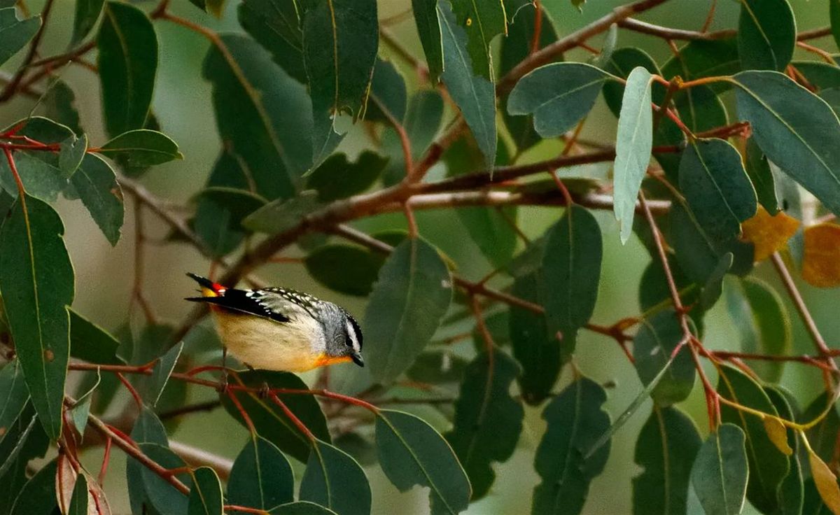 Birdwatching 101 *Spectrum Friendly*