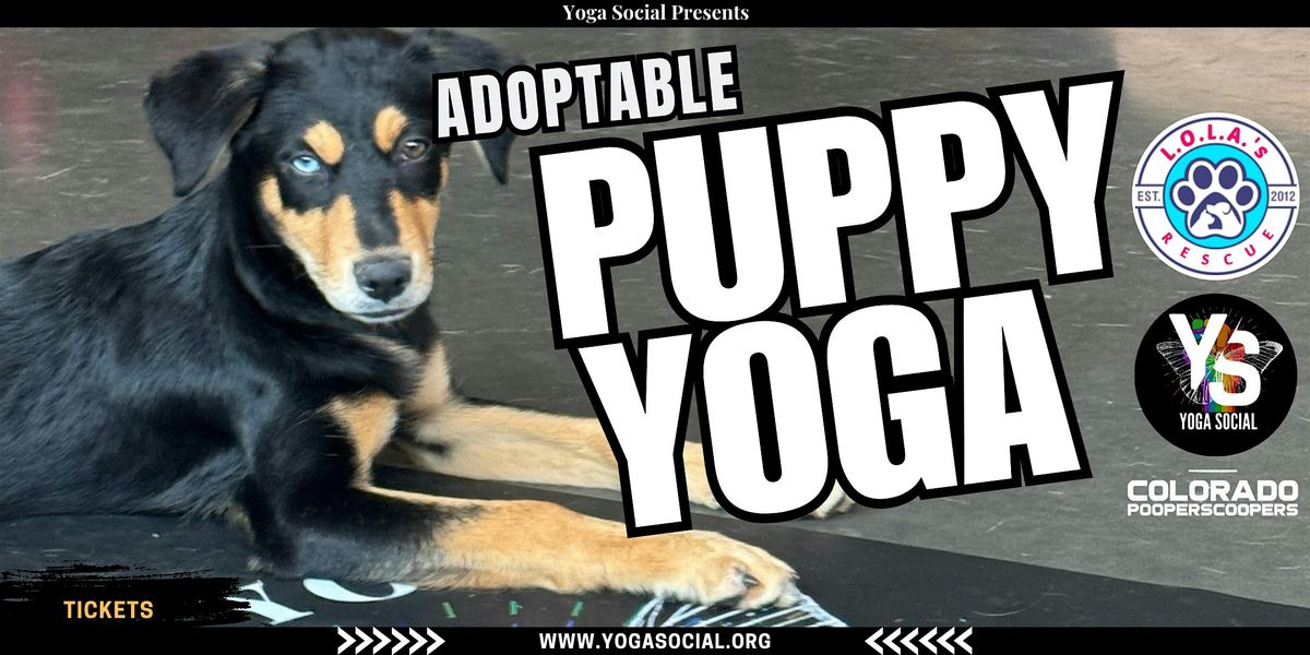 Adoptable Puppy Yoga | Northglenn + Dog Fair!