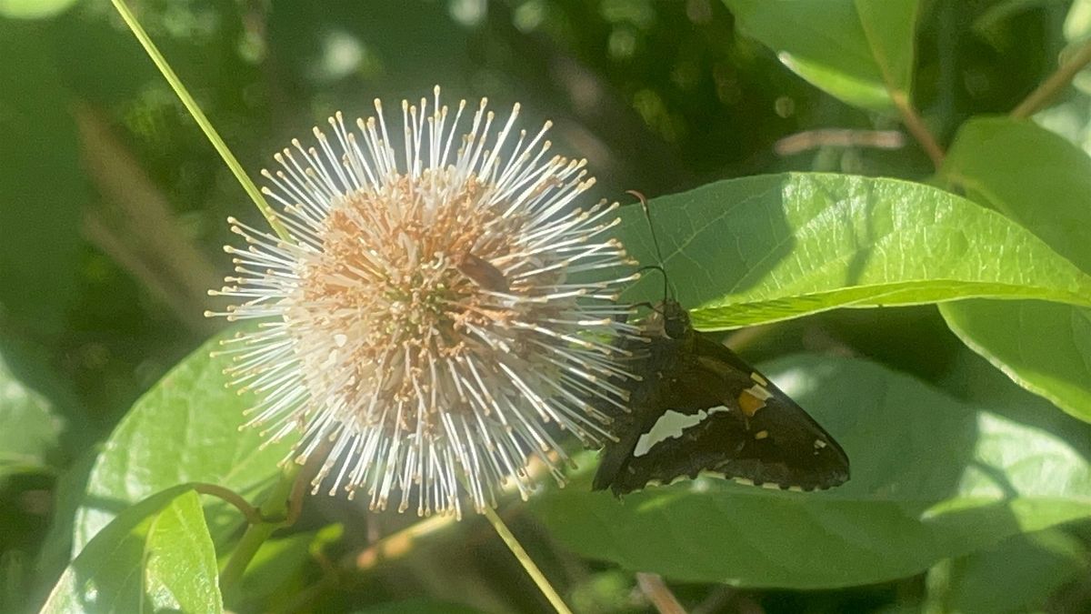 Nature Tater Tots (NEW)