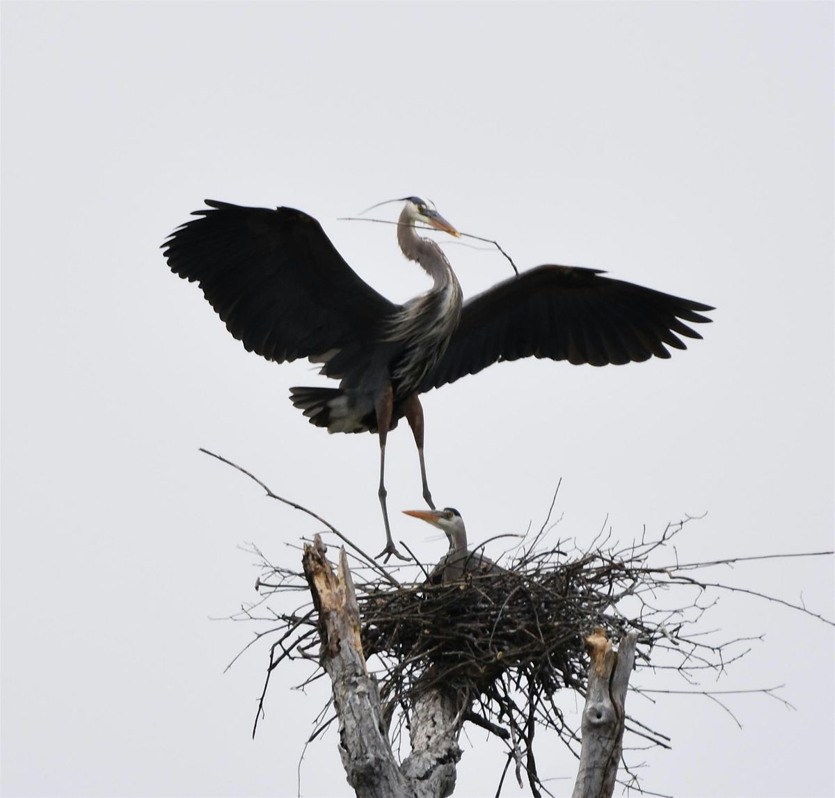 Heron Rookery & Hungry Birds at Kensington