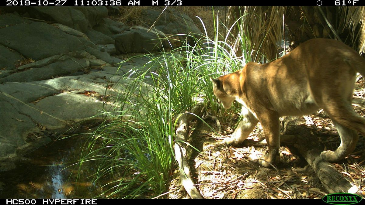 Conservation Conversation: Mountain Lions 101