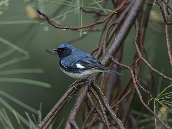 Bird Walk - Wheaton Regional Park