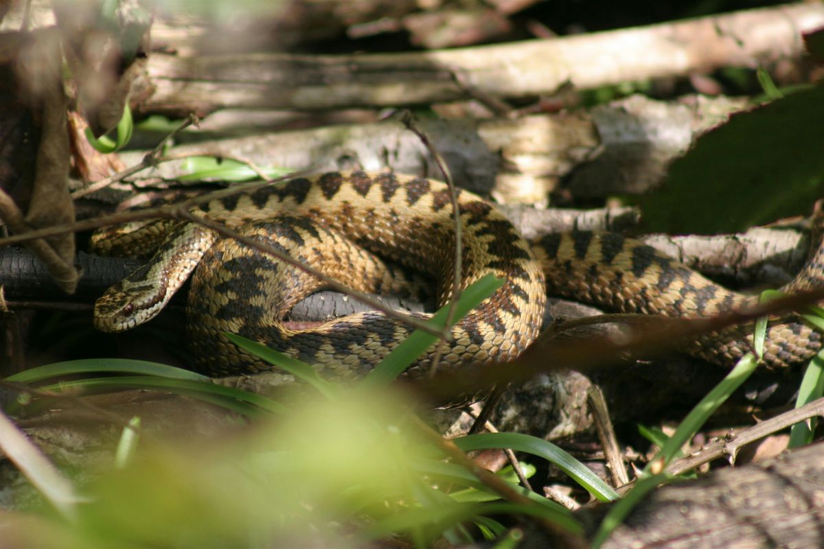 SE Amphibian and Reptile Groups  meeting