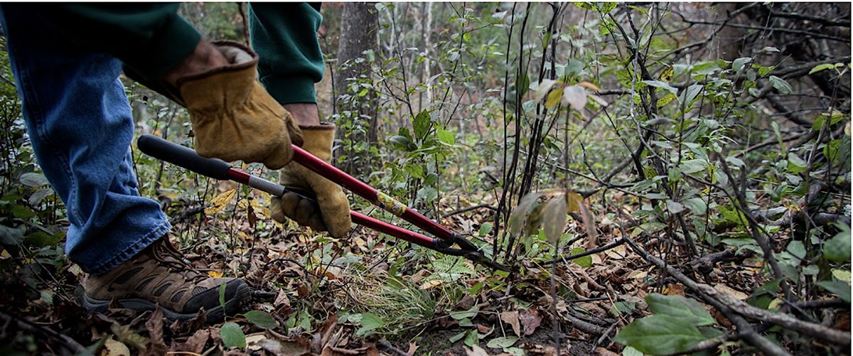 Join Project Grow: Help Restore Native Ecosystems!