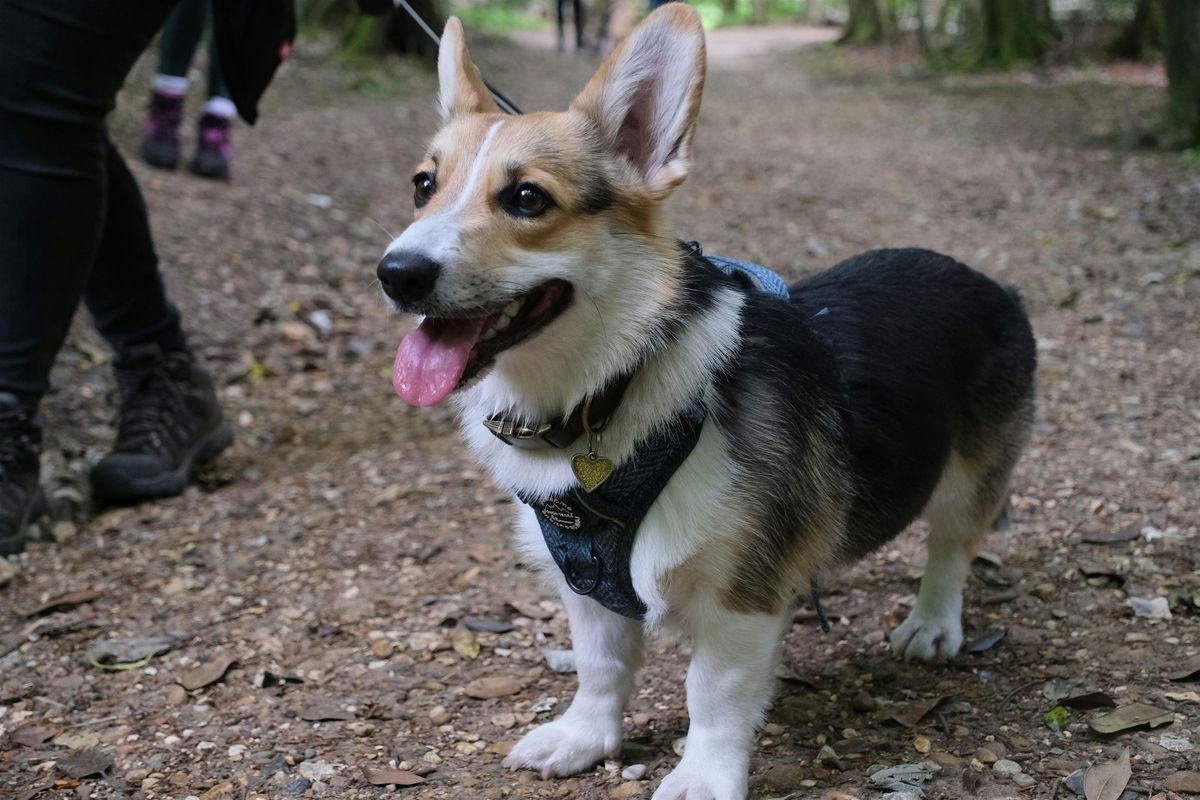 Waggy Walks - Burnham Beeches