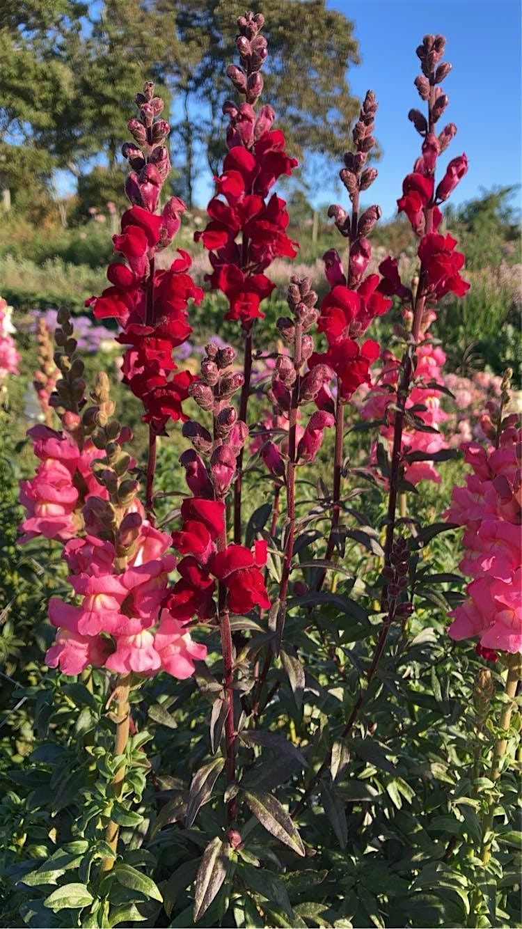 Cool Season Flowers
