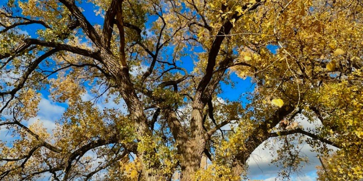 Book Club:  "To Speak for the Trees"