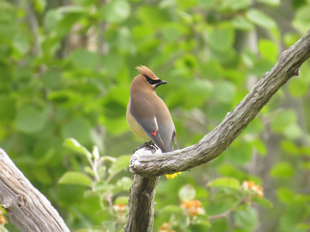 Whatcom Falls Park Birding