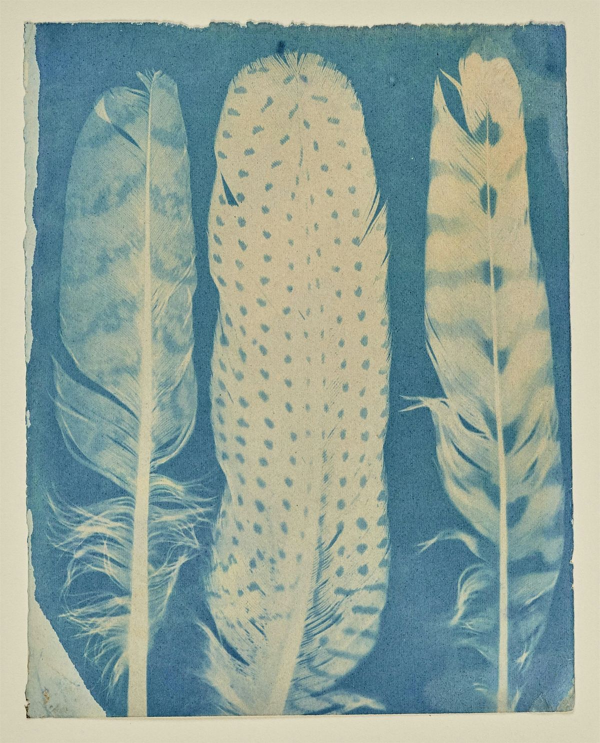 Cyanotype (Sun Printing) Class with Edgar Miller