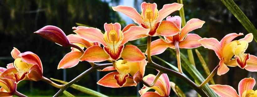 Orchids \u2013 Exotic but Easy