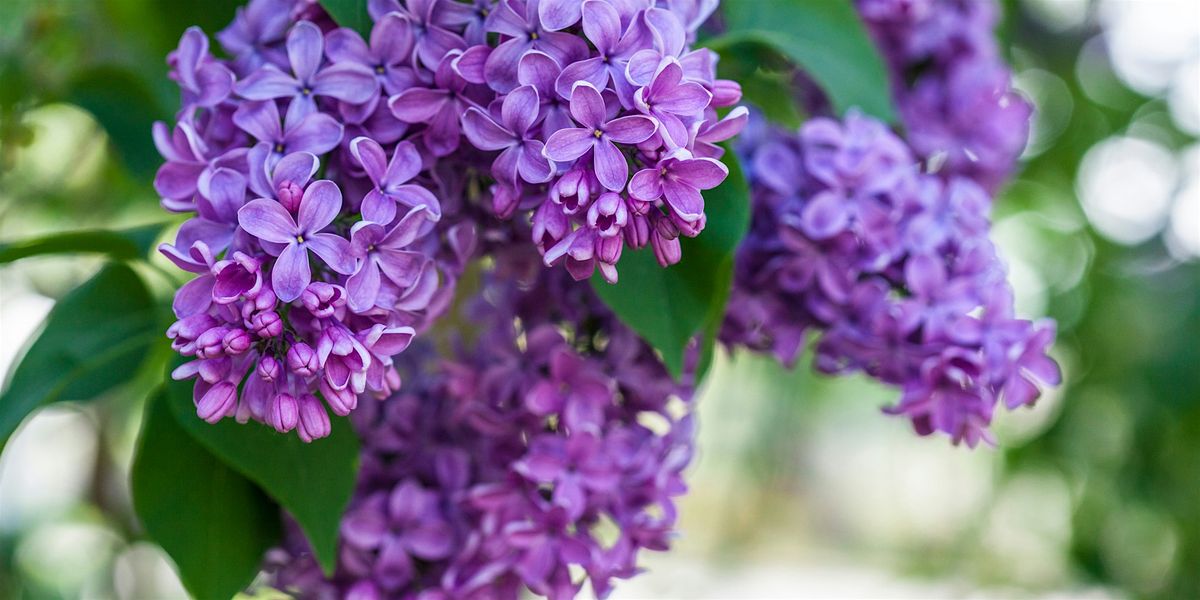 Canning Spring Flowers: Lilacs