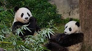 Balboa Park Mystery & History Scavenger Hunt: Search For The Missing Pandas