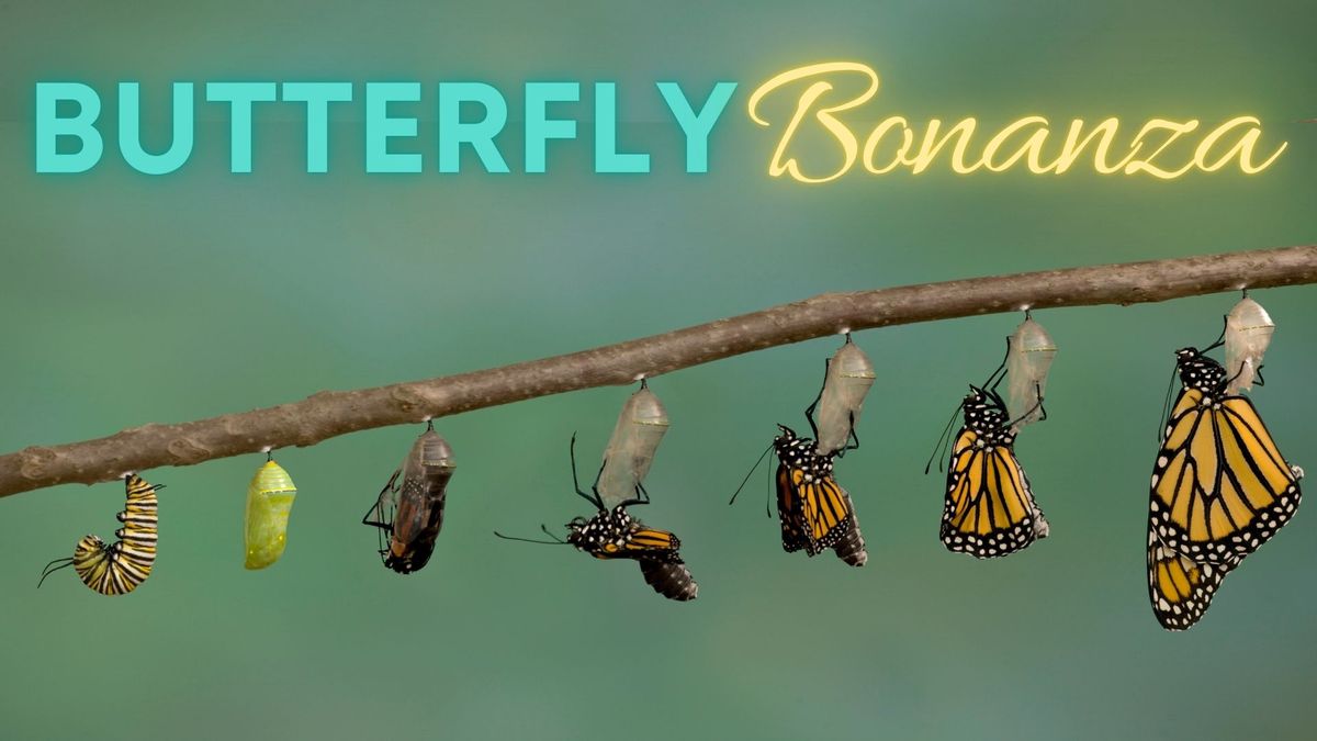 Butterfly Bonanza 