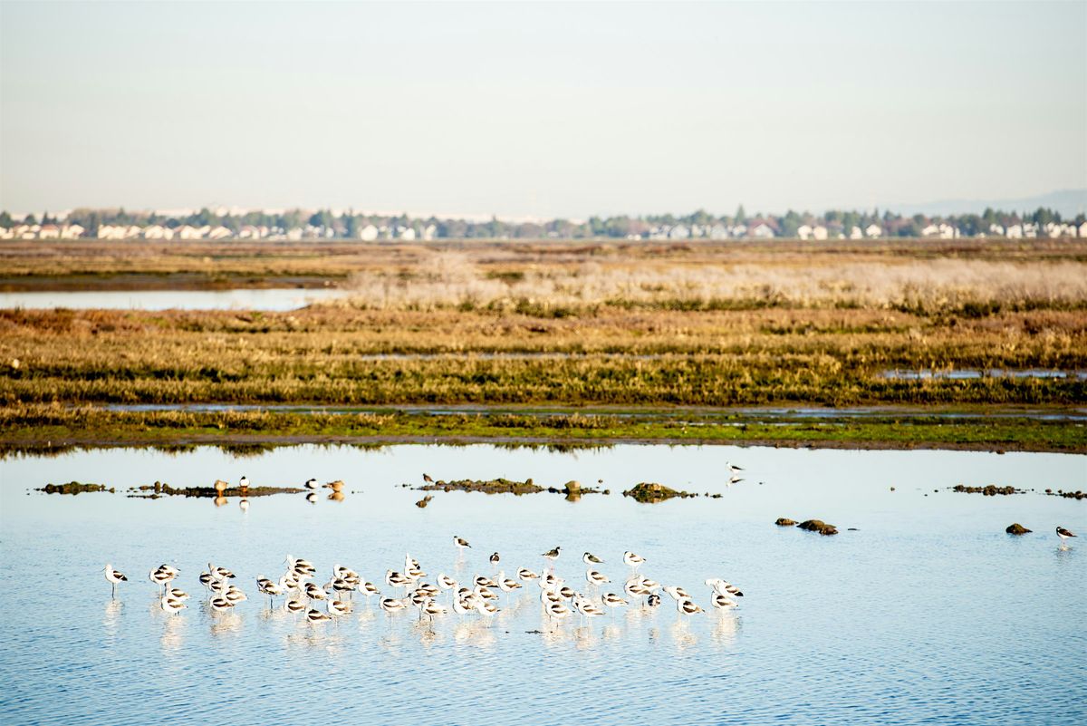 Birding at Bair Island