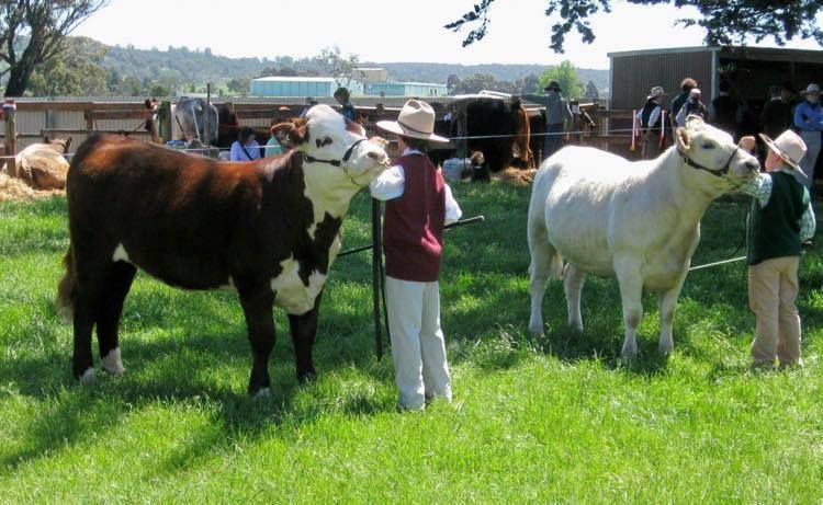 Westbury Show