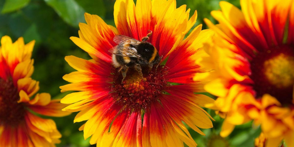 Pollinator Paradise: The Plants They Can\u2019t Resist