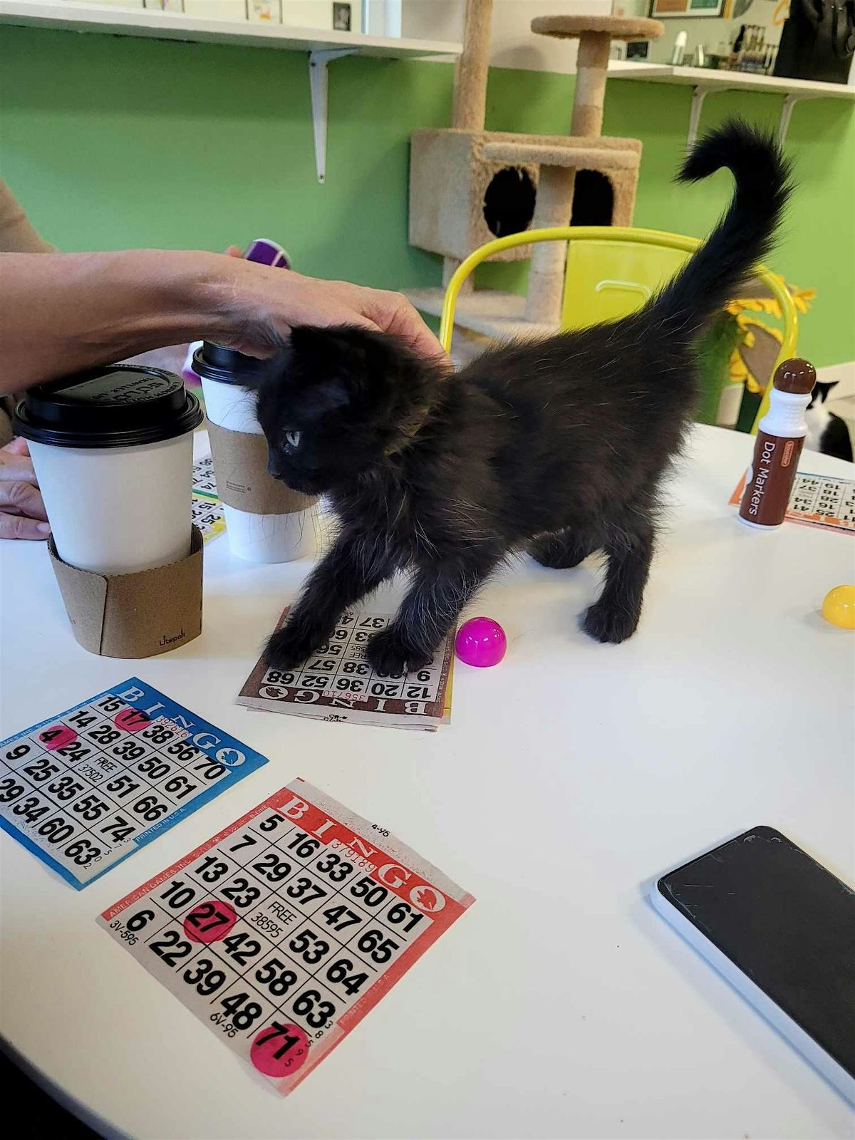 Kitty Bingo