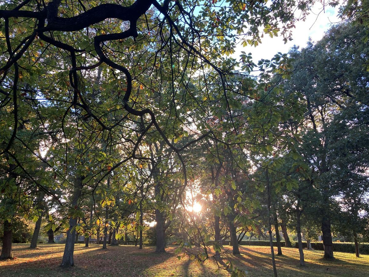 Trees in Ireland: Some distinguished natives and honoured guests