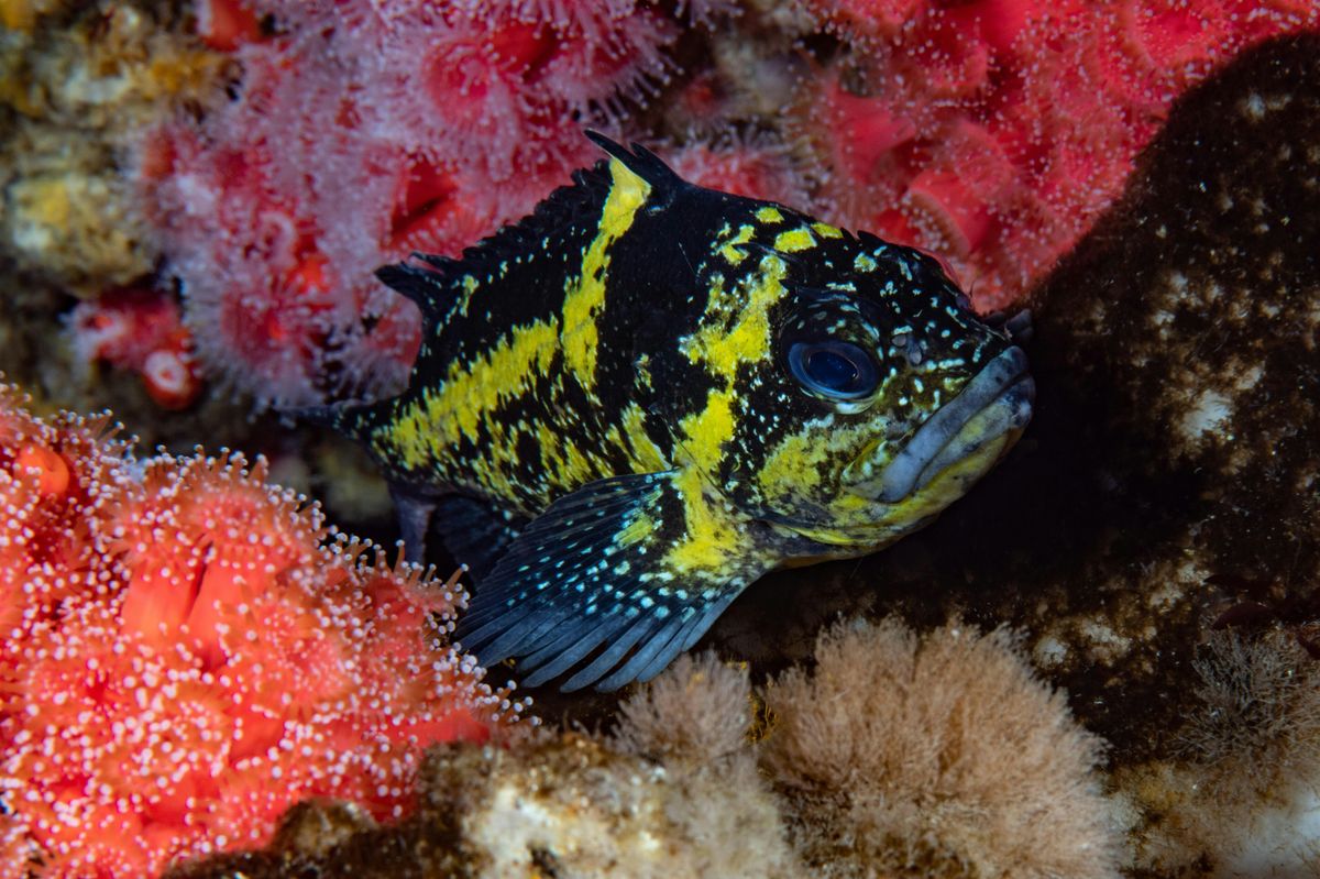 Underwater World of Cordell Bank National Marine Sanctuary