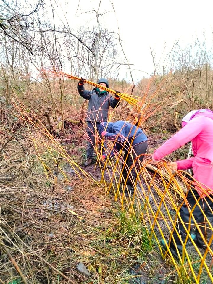 Willow Weaving Workshop