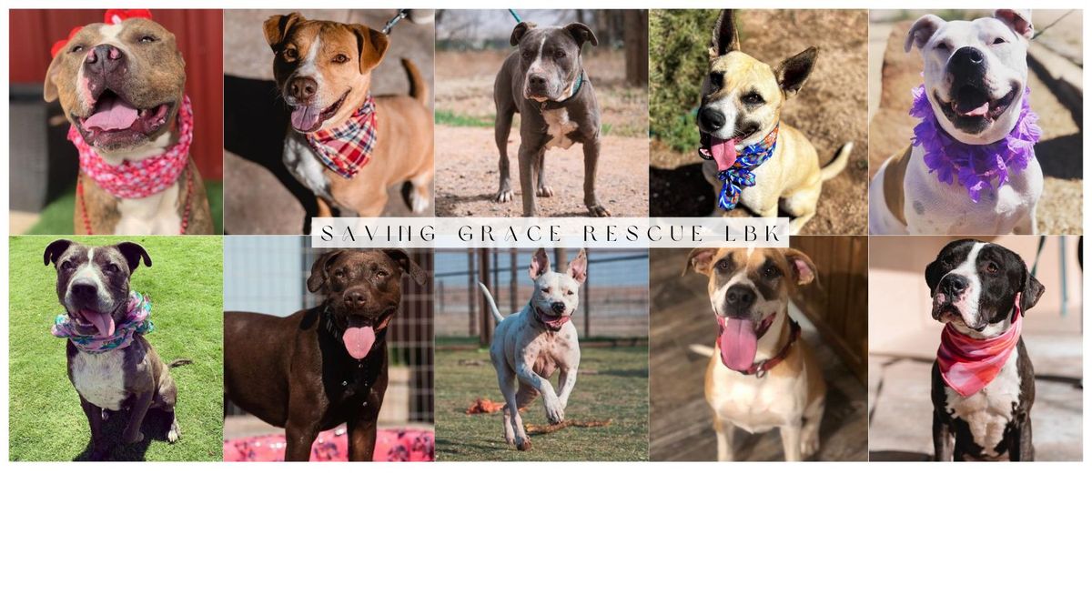 Hailey Project - Free Canine Vaccinations