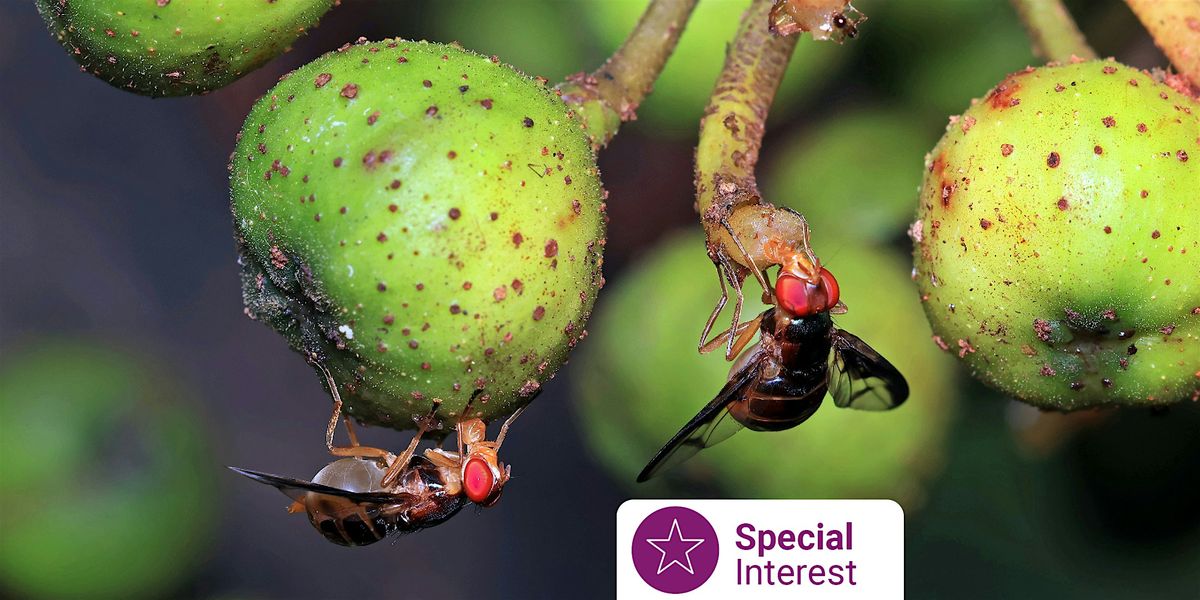 Libraries After Dark: Fruit Fly and Citrus Gall Wasp Prevention