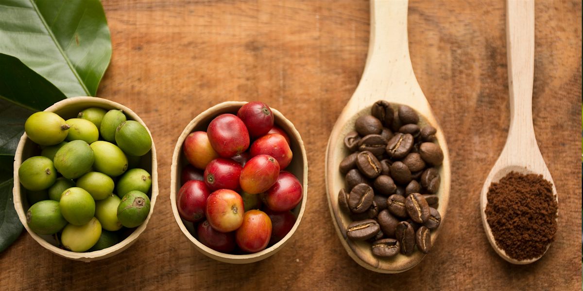 Flavor School: Guided Coffee Brewing and Tasting with Equal Exchange