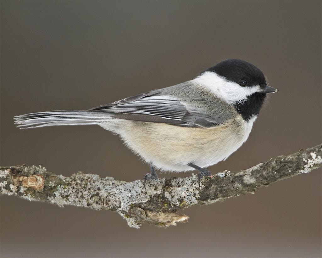 NJ Audubon: New Year's Resolution Hike at Hawk Rise