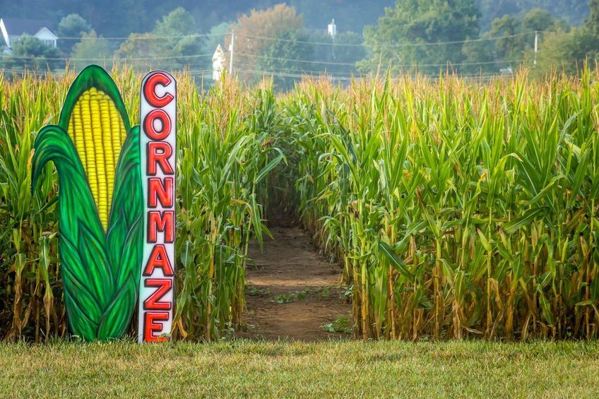 Hay ride to Corn Maze and Pumpkin Patch 